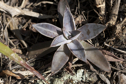 Echeveria lurida